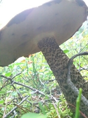 Leccinum