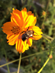 Bombus impatiens