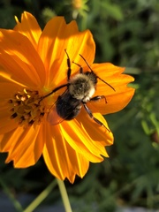 Bombus impatiens