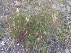 Hebenstretia robusta