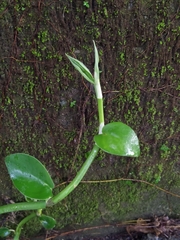 Rhaphidophora