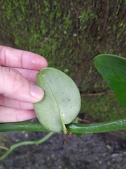 Rhaphidophora