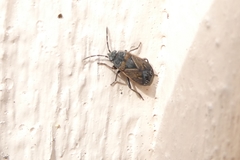 Trapezonotus