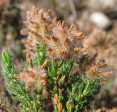 Erica eriocephala