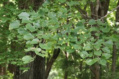 Tilia mandshurica