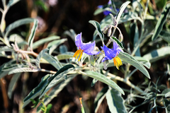 Solanum elaeagnifolium