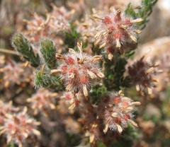 Erica eriocephala