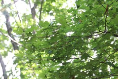 Acer pictum