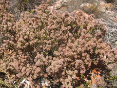 Erica eriocephala