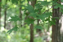 Acer pictum