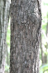 Acer pictum