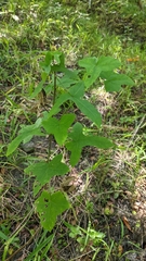 Abelmoschus moschatus