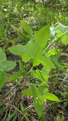 Abelmoschus moschatus