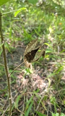 Abelmoschus moschatus