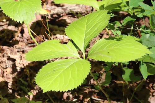 Chloranthus quadrifolius (Chloranthus quadrifolius)