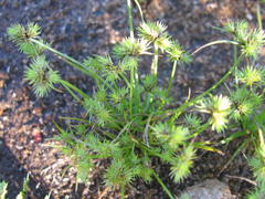 Isolepis hystrix