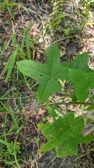 Abelmoschus moschatus