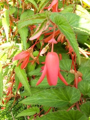 Begonia boliviensis