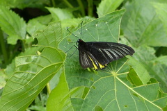 Troides magellanus sonani