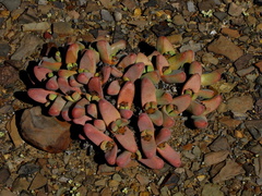 Tanquana prismatica
