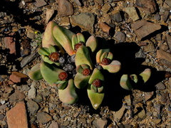 Tanquana prismatica