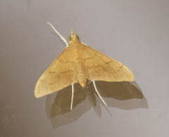 Sericoplaga externalis