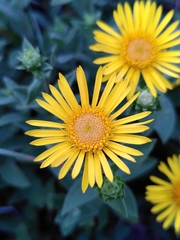 Pentanema spiraeifolium