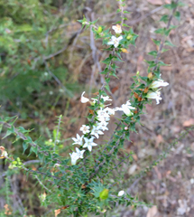 Epacris pulchella