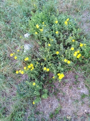 Pentanema spiraeifolium
