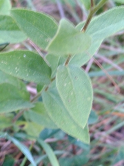Pentanema spiraeifolium