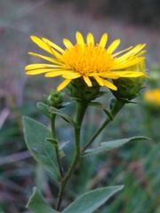 Pentanema spiraeifolium