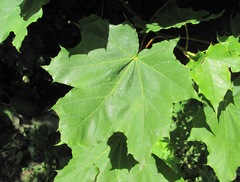 Acer laetum