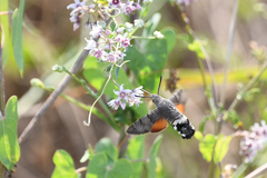 Macroglossum stellatarum