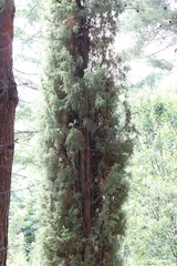 Juniperus rigida