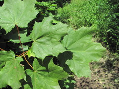 Acer laetum