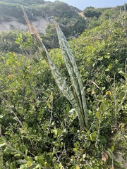 Sansevieria metallica