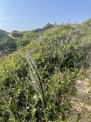 Sansevieria metallica