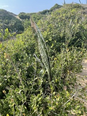 Sansevieria metallica