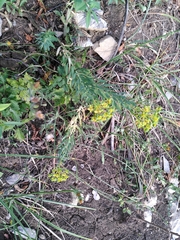 Euphorbia seguieriana