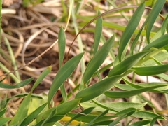 Euphorbia seguieriana