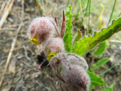 Hermannia grandistipula