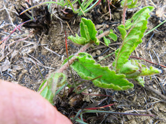 Hermannia grandistipula