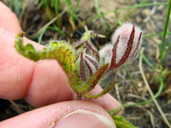 Hermannia grandistipula