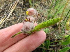Hermannia grandistipula