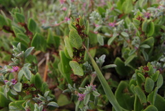 Tetragonia microptera