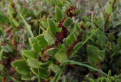 Tetragonia microptera