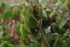 Tetragonia microptera