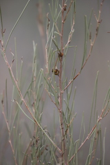 Acacia calcicola