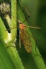 Limonia phragmitidis