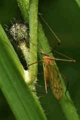 Limonia phragmitidis